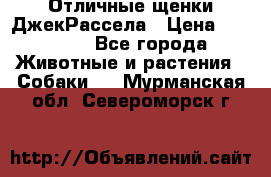 Отличные щенки ДжекРассела › Цена ­ 50 000 - Все города Животные и растения » Собаки   . Мурманская обл.,Североморск г.